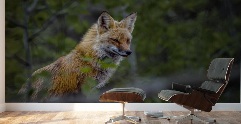 Fearless Red Fox In Cottage Country Manitoba Canada Wall Murals