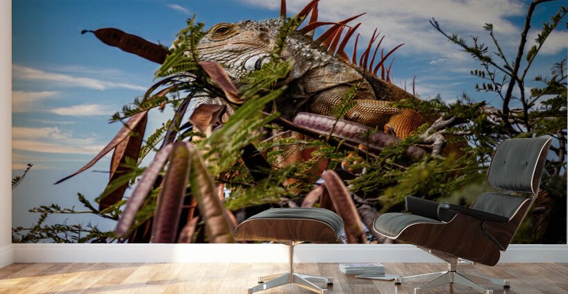 Camouflage Iguana Puerto Vallarta Mexico Wall Murals
