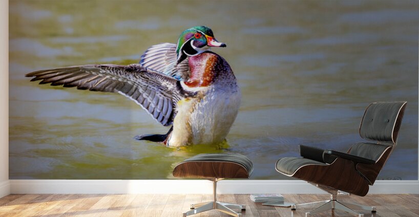 Male Wood Duck St.Vital Park Manitoba Canada Wall Murals