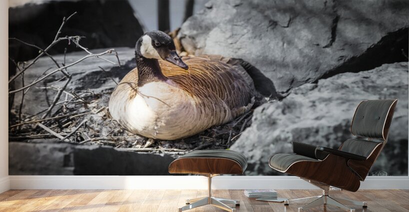 Mother Goose Protecting her Eggs Manitoba Canada Wall Murals