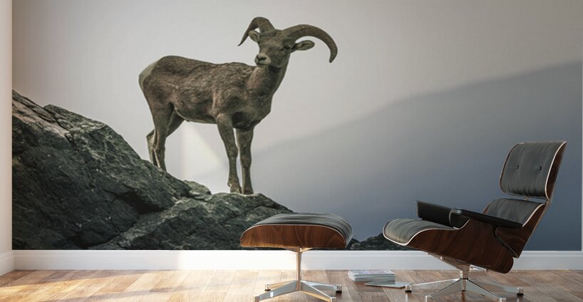 Mountain Goat Jasper Alberta Canada Wall Murals