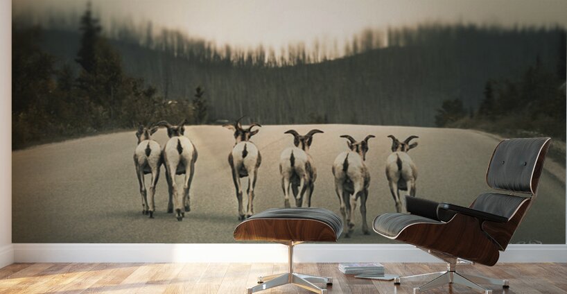 The Gang Of Goats Jasper Alberta Canada Wall Murals