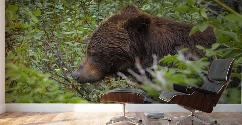Grizzlies Morning Breakfast Lake Louise Alberta Canada Wall Murals