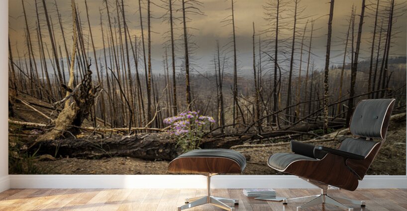 Destruction And Growth Jasper Alberta Canada Wall Murals