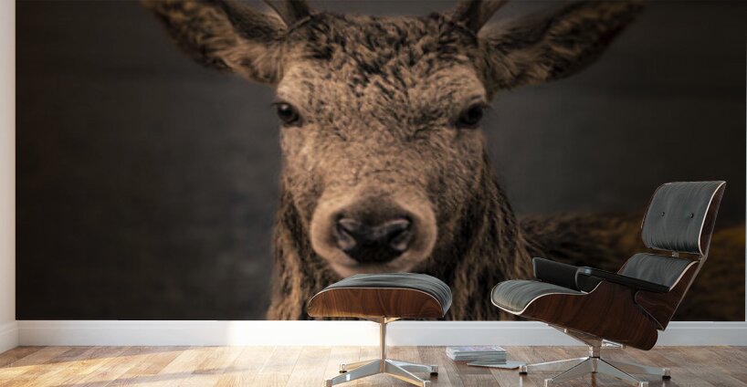 Red Deer In Glencoe Scotland  Wall Murals