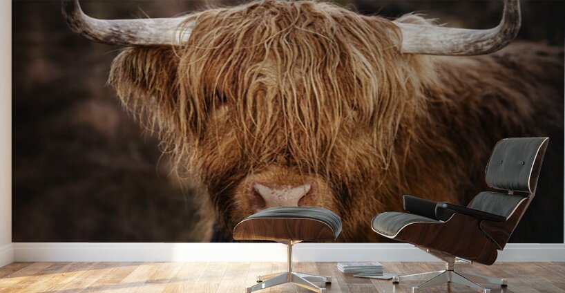 The Highland cow Scotland UK Wall Murals