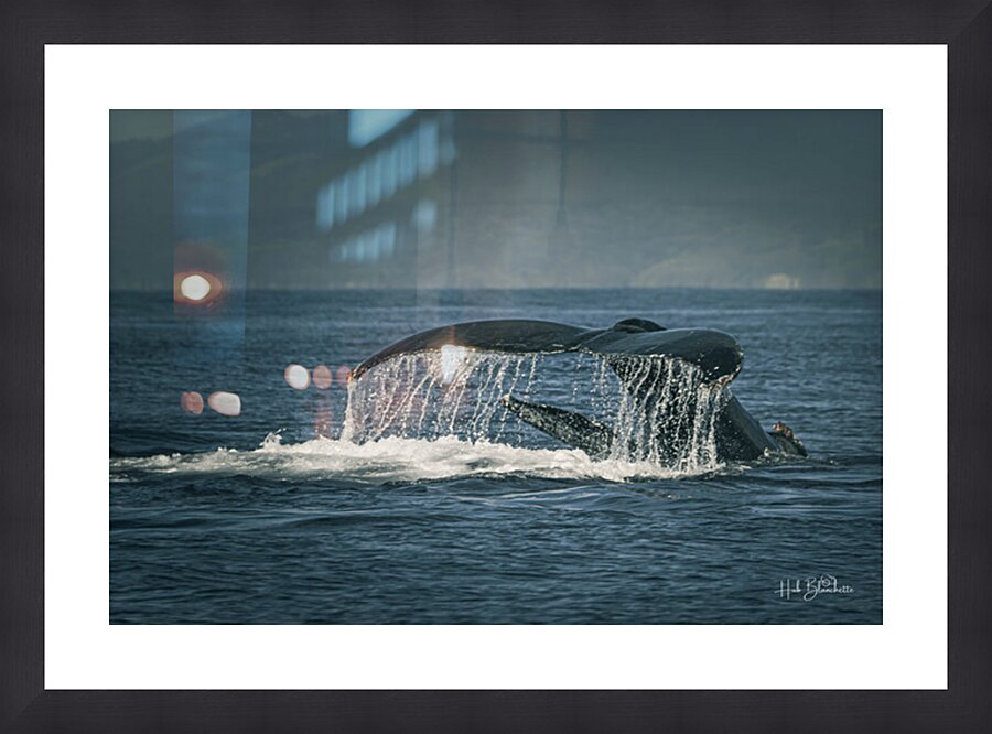 Flukes Whale Tail Puerto Vallarta Mexico Picture Frame Printing