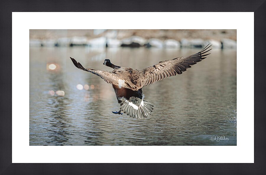 Smooth Landing Canada Goose Manitoba Canada Picture Frame Printing