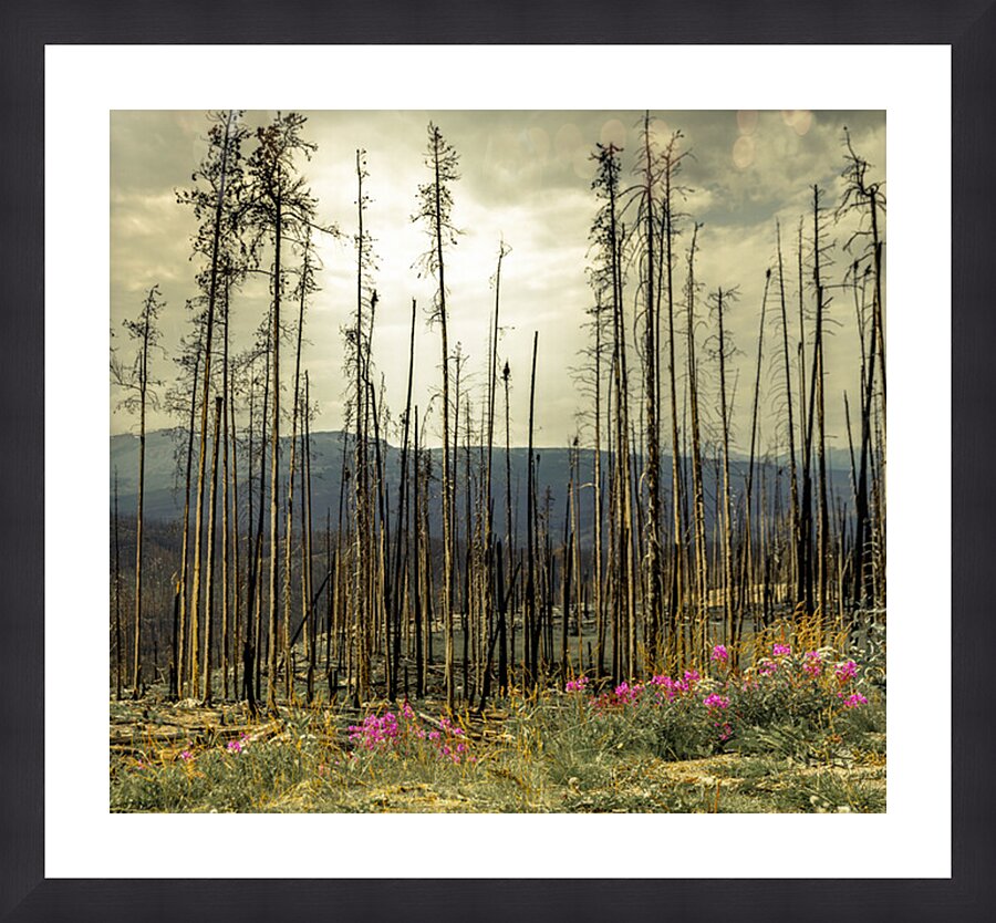  Fine Art print