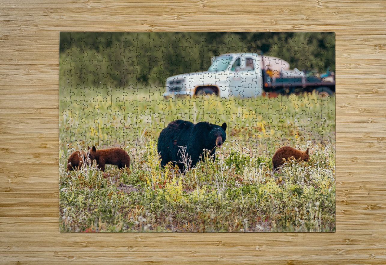 Black Momma Bear Three Cinnamon Cubs Lac Du Bonnet Manitoba Canada Hub Blanchette Puzzle printing