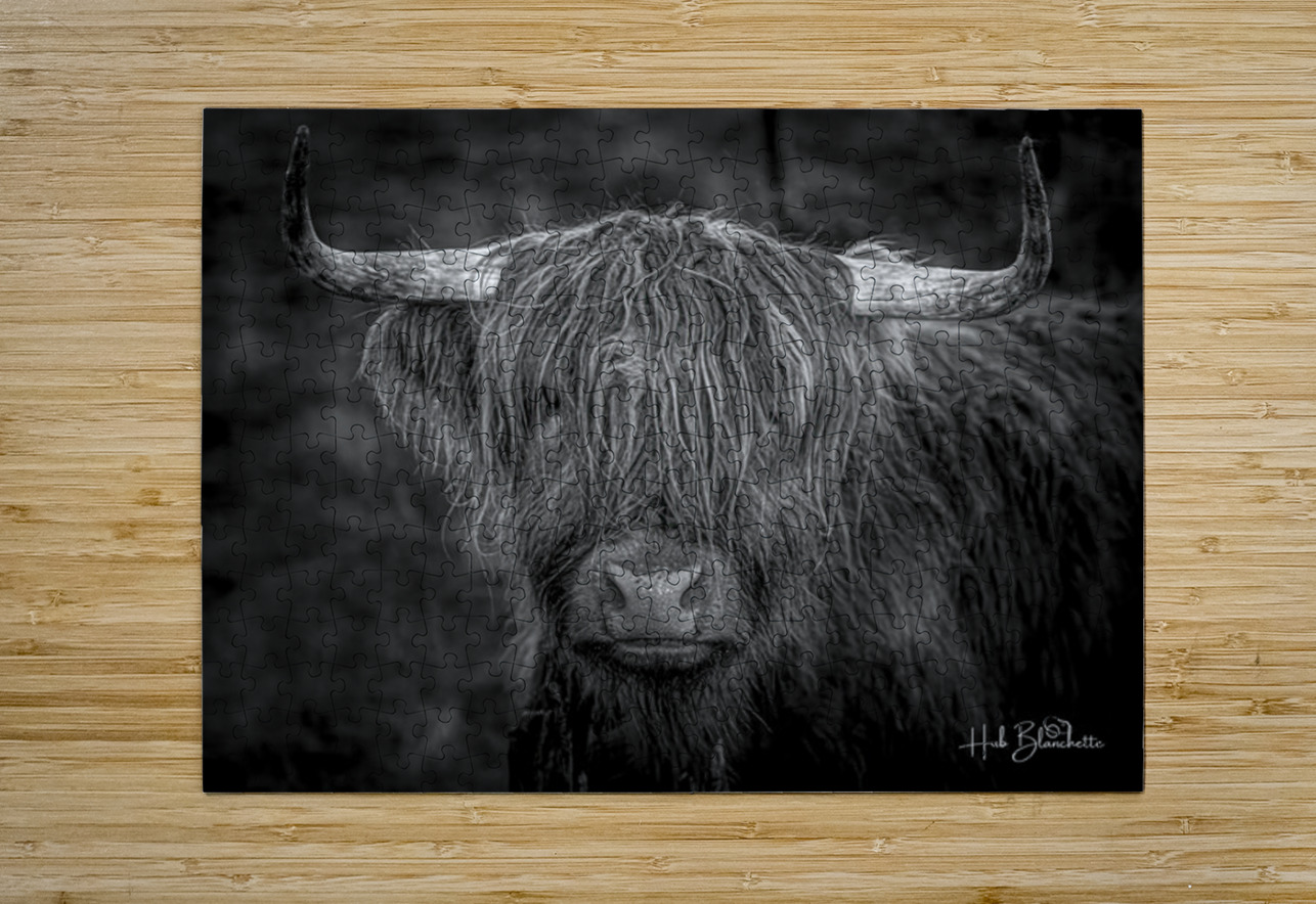 THE HIGHLAND COW SCOTLAND UK Hub Blanchette Puzzle printing