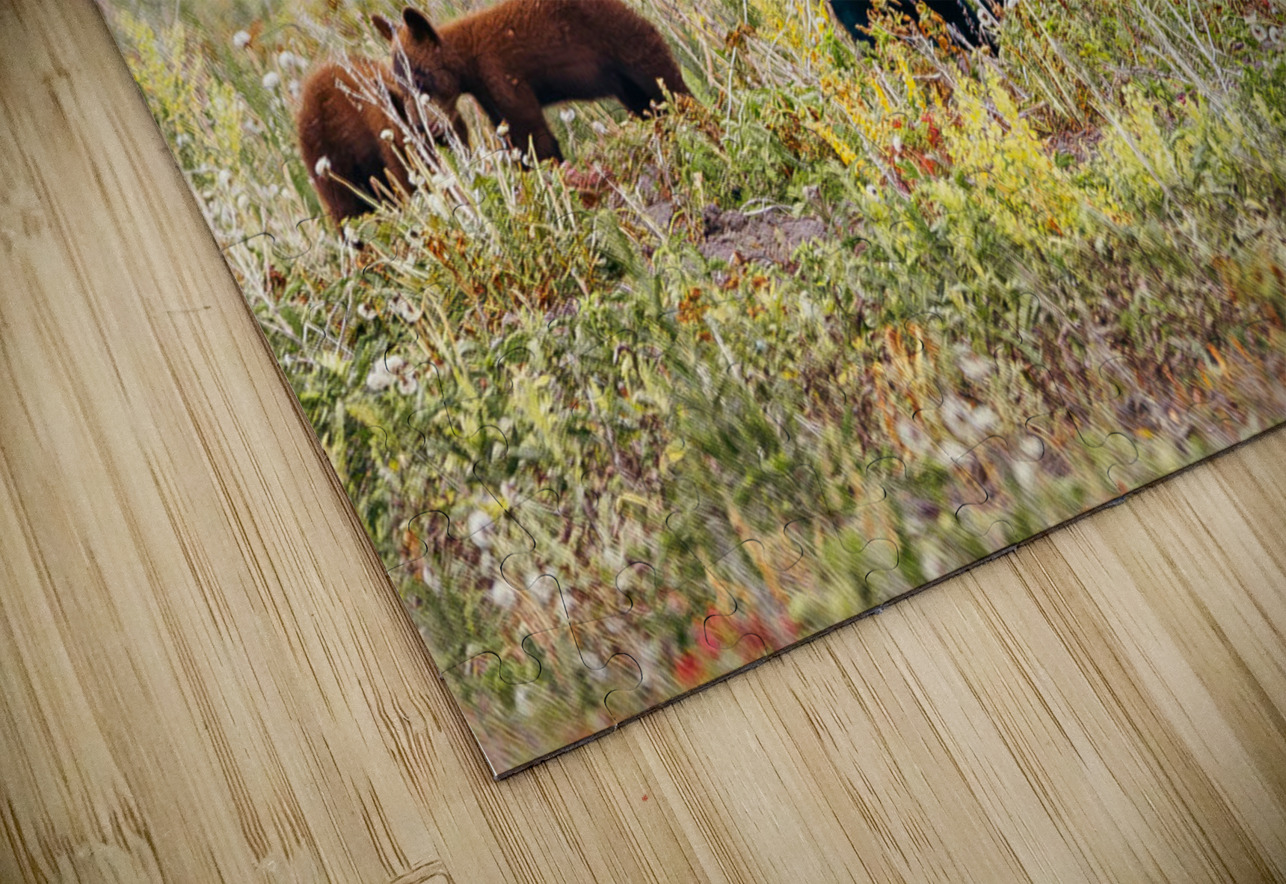 Black Momma Bear Three Cinnamon Cubs Lac Du Bonnet Manitoba Canada Hub Blanchette Puzzle